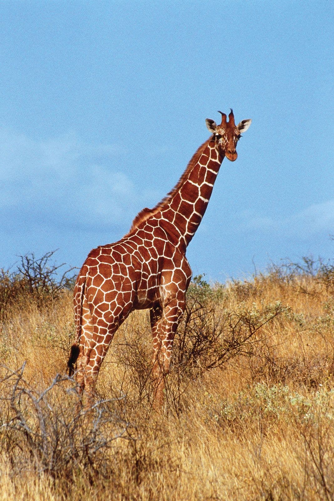 giraffe